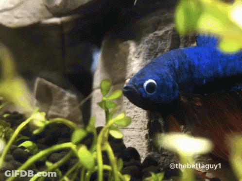 A Blue Fish Is Swimming In A Tank With A Caption That Says The Bettaguy1 GIF