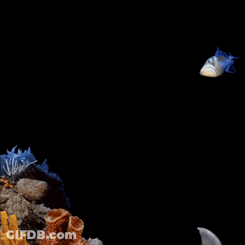 A Blue Fish Is Swimming In A Tank With Sponges GIF