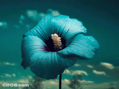 A Blue Flower Is Floating In The Water GIF