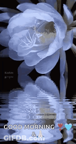 A Blue Flower Is Reflected In The Water And Says Good Morning And A Prayer GIF