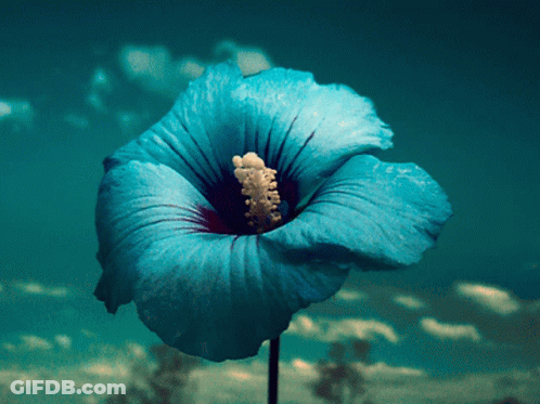 A Blue Flower With A Red Center Is Against A Blue Sky GIF