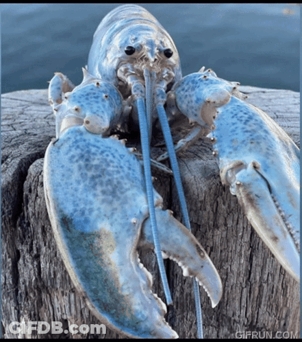 A Blue Lobster Is Sitting On A Piece Of Wood With A Gifrun.com Watermark GIF