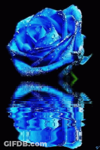 A Blue Rose Is Reflected In The Water With A Black Background . GIF
