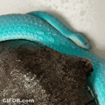 A Blue Snake Is Laying On Top Of A Turtle GIF