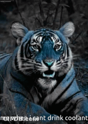 A Blue Tiger With The Words Me When I Cant Drink Coolant GIF