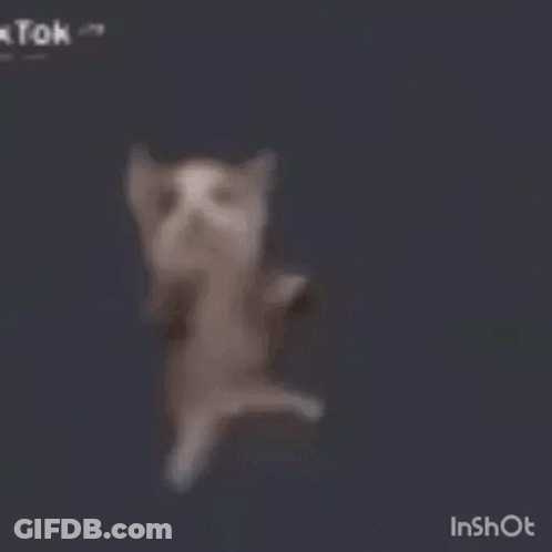Blurred Cat Dancing On Hind Legs GIF