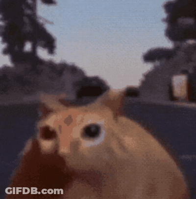 A Blurred Image Of A Cat Looking At The Camera GIF