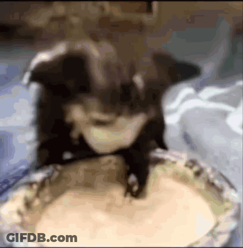 A Blurred Image Of A Cat Sitting On Top Of A Pie GIF