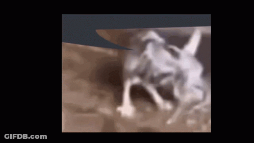 A Blurred Image Of A Dog 'S Face And Legs GIF