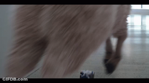 A Blurred Image Of A Dog 'S Paw And A Can Of Beer GIF