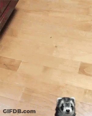 A Blurred Image Of A Dog 'S Paw On A Table GIF