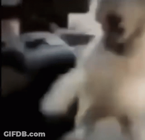 A Blurred Image Of A Dog Standing In A Dark Room GIF