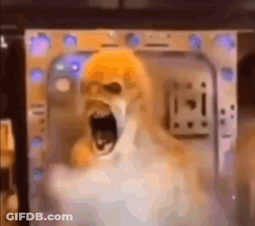 A Blurred Image Of A Dog With Its Mouth Open In A Room . GIF