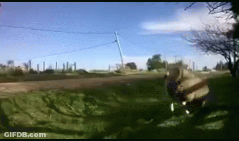 A Blurred Image Of A Field With A Blue Sky And Trees In The Background GIF