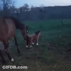 A Blurred Image Of A Horse Running In A Field With Trees In The Background GIF