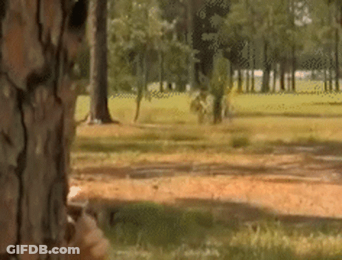 A Blurred Image Of A Park With Trees And Grass In The Foreground GIF