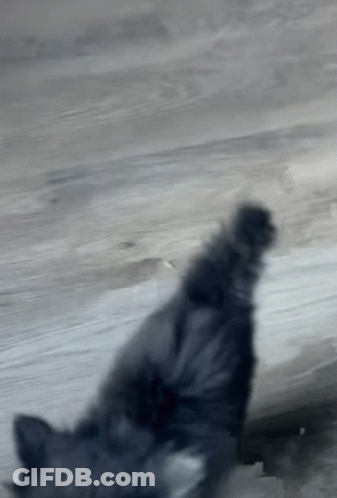 Blurred Image Of Person Walking On Beach GIF