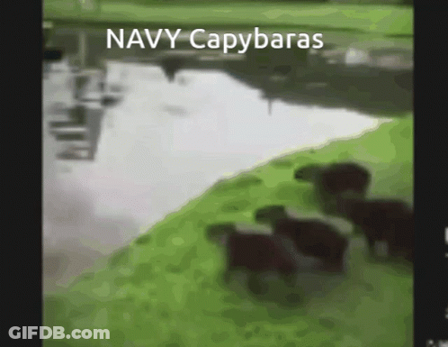 A Blurred Image Of A River With The Words Navy Capybaras On It GIF