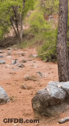 A Blurred Image Of A Rocky Area With Trees And Rocks GIF