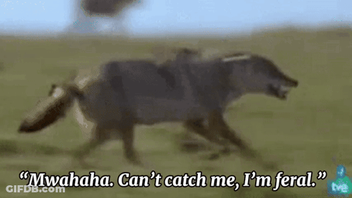 A Blurred Image Of A Wolf With The Words " Mwahaha Can 'T Catch Me I 'M Feral " Below It GIF