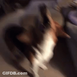 A Blurry Picture Of A Brown And White Dog Laying On Its Back GIF