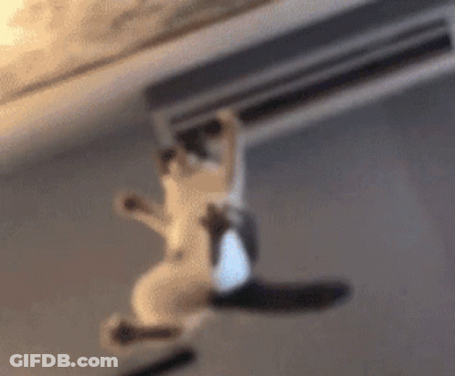 A Blurry Picture Of A Cat Hanging From A Ceiling . GIF