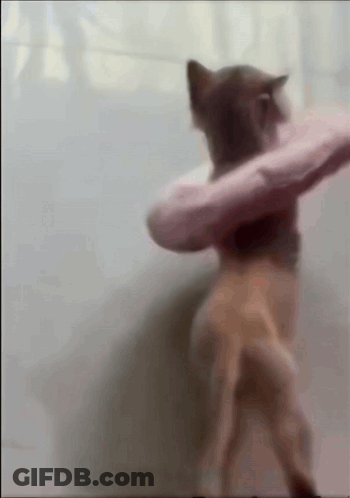 A Blurry Picture Of A Cat Holding A Pink Pillow In Its Paws GIF
