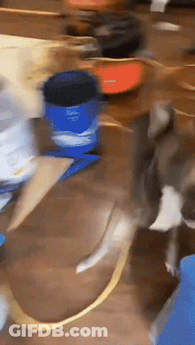 A Blurry Picture Of A Cat Playing With A Blue Container That Says ' Snickers ' On It GIF