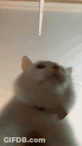 A Blurry Picture Of A Cat 'S Face Looking Up At The Camera . GIF