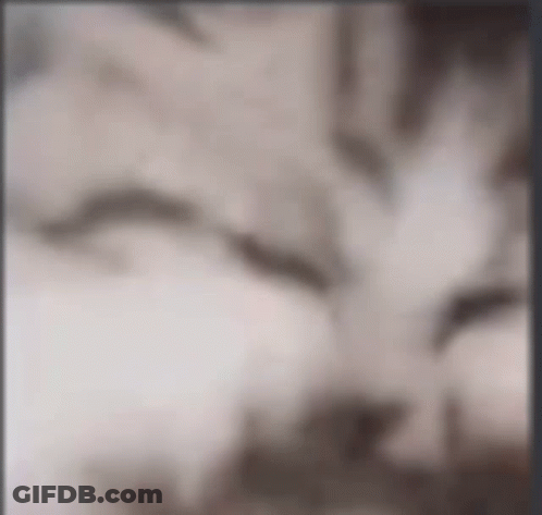 A Blurry Picture Of A Cat 'S Face With A Gray Background GIF