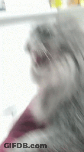 A Blurry Picture Of A Cat 'S Face With A Pink Background GIF