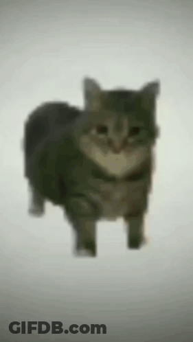 A Blurry Picture Of A Cat Walking On A White Background . GIF