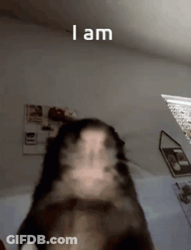 A Blurry Picture Of A Cat With The Words " I Am " On The Bottom GIF