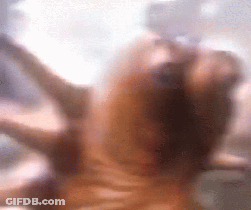 A Blurry Picture Of A Dog 'S Face With A Blurred Background GIF