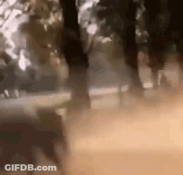 A Blurry Picture Of A Group Of People Standing In A Forest . GIF