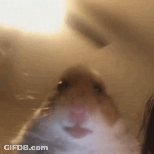 A Blurry Picture Of A Hamster Looking At The Camera . GIF