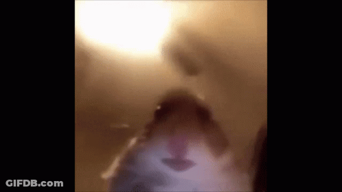 A Blurry Picture Of A Hamster 'S Face In A Room . GIF