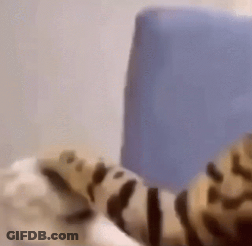 A Blurry Picture Of A Leopard Print Cat Laying On A Bed . GIF