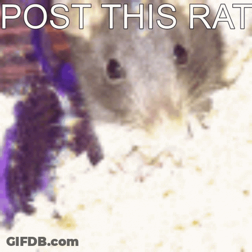 A Blurry Picture Of A Rat With The Words Post This Rat Below It GIF