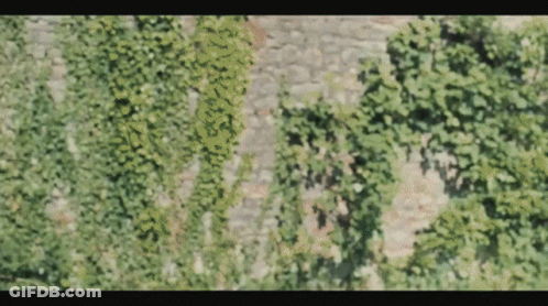 A Blurry Picture Of A Tree With Lots Of Leaves On It GIF