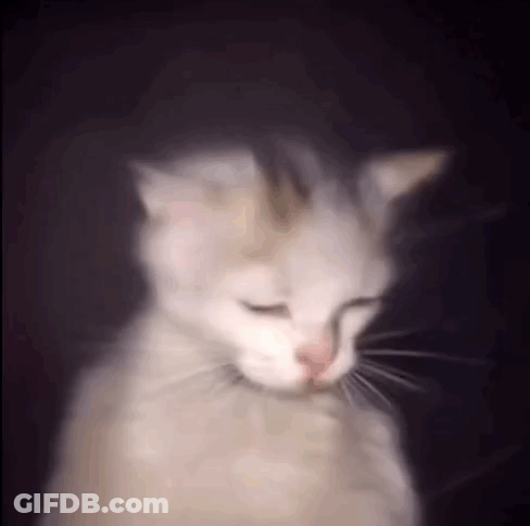 Blurry White Cat With Closed Eyes In Dark GIF