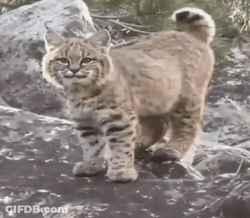 A Bobcat Is Standing On A Rock In The Woods Looking At The Camera GIF