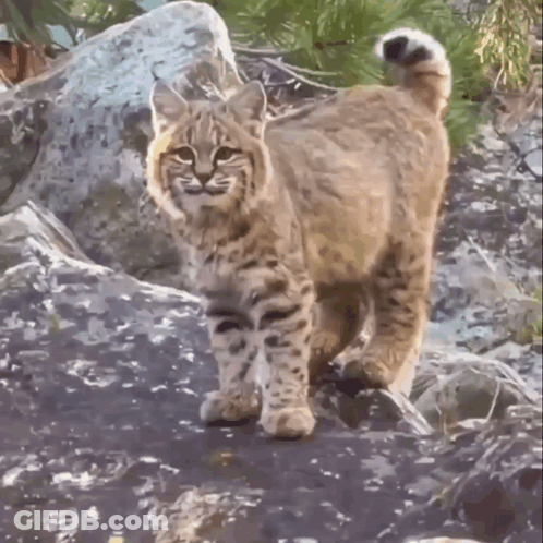 A Bobcat Is Standing On A Rocky Hillside Looking At The Camera GIF