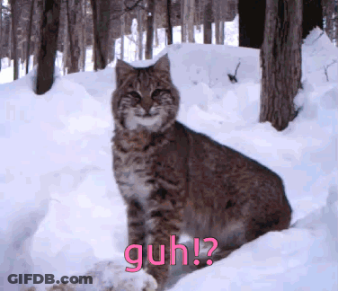 A Bobcat Sitting In The Snow With The Word Guh Written On The Bottom GIF