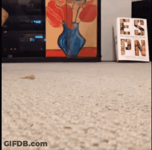 A Book Titled Es Pn Sits On The Floor Next To A Vase GIF
