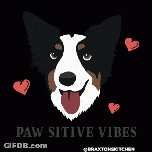 A Border Collie With A Heart And The Words Paw-Sitive Vibes Below It GIF