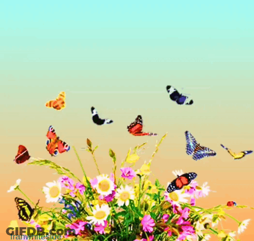 Flowers And Butterflies Saying Good Morning Today Will Be Amazing GIF