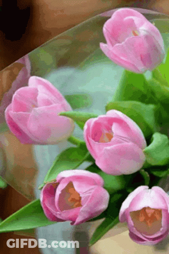 A Bouquet Of Pink Tulips With Green Leaves Is Wrapped In Plastic . GIF
