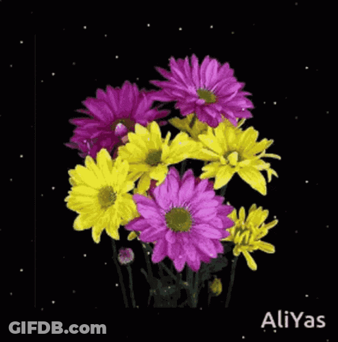 A Bouquet Of Purple And Yellow Daisies On A Black Background GIF