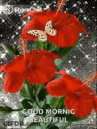A Bouquet Of Red Flowers With A Butterfly On Top Of Them And The Words `` Good Morning Beautiful '' . GIF